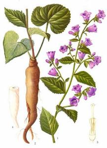 沙参的功效与作用