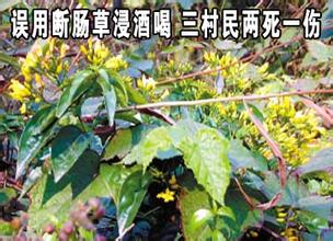 断肠草之毒可令人致死,断肠草的功效与作用,附断肠草图