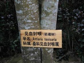 见血封喉树毒性说明,世界最毒的树见血封喉树药用价值