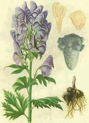 巨毒物乌头,乌头的功效和作用,乌头中毒的症状及治疗方法