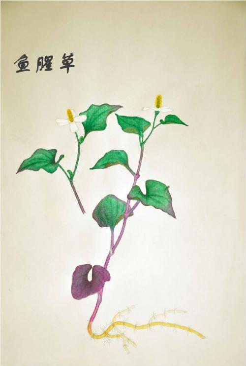 折耳根鱼腥草到底有毒吗?鱼腥草的副作用致癌是真的吗?鱼腥草中毒症状与治疗