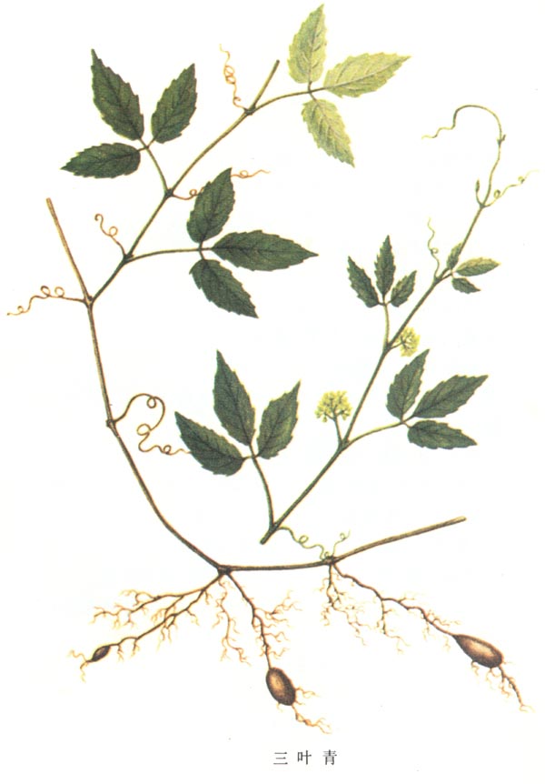 三叶青的功效与作用_抗癌草野生三叶青多少钱一斤