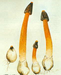 红鬼笔的功效与作用_红鬼笔多少钱一斤