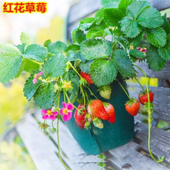 红花草莓品种介绍_开粉红色花的草莓有哪些品种