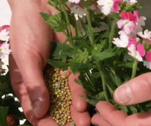 有机肥是指什么肥料