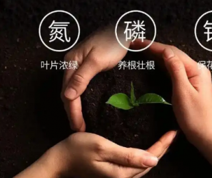 肥料有哪些种类