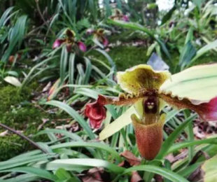 濒危植物 野生带叶兜兰