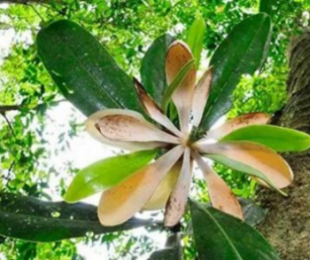 国家一级保护植物,看见了一定要保护:华盖木