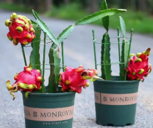 花盆火龙果种植怎样才能产出好果