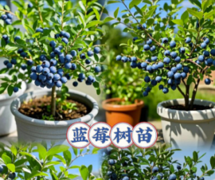 哪种蓝莓最好吃最甜,哪种蓝莓品种比较好吃