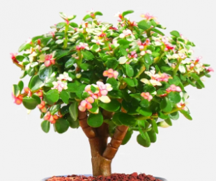 金枝玉叶的养殖方法和注意事项