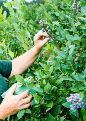 蓝莓打农药和激素吗
