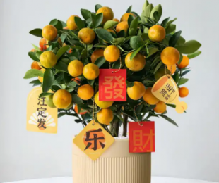 金桔树盆栽怕冷吗怎么养