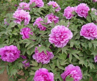 牡丹花好养吗?要注意什么?